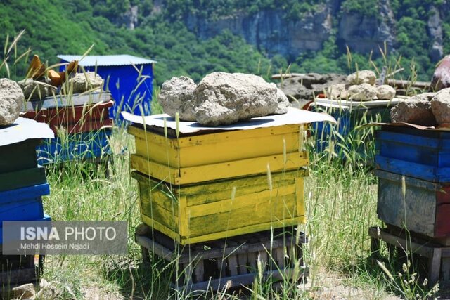 زنبورستان های آستارا در گردنه حیران