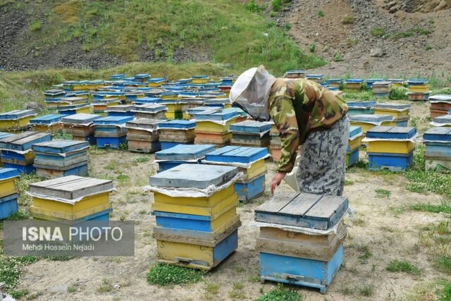 زنبورستان های آستارا در گردنه حیران