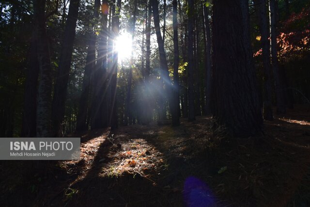 پارک جنگلی بی بی یانلو؛ طبیعتی بکر در نوار مرزی آستارا