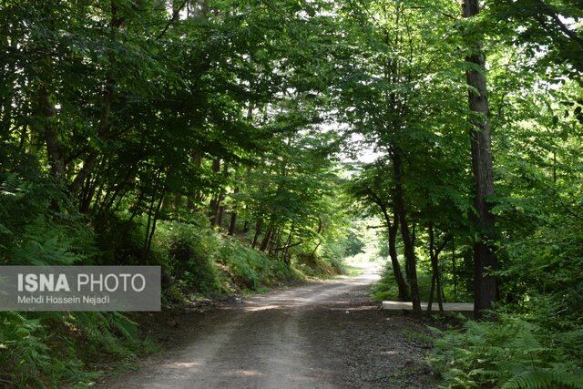 پارک جنگلی بی بی یانلو؛ طبیعتی بکر در نوار مرزی آستارا