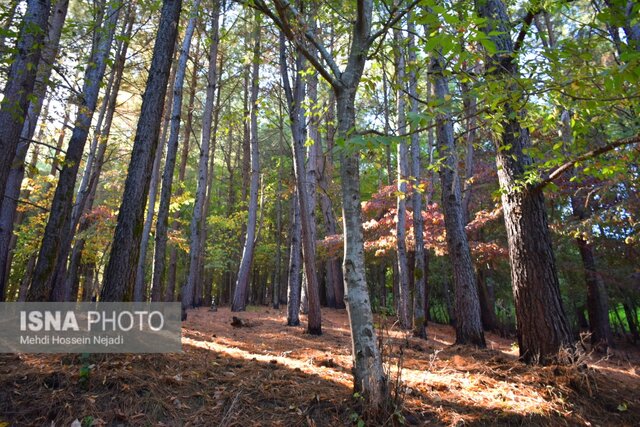 پارک جنگلی بی بی یانلو؛ طبیعتی بکر در نوار مرزی آستارا