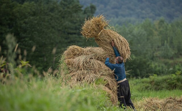 اختصاص ۵۰۰ میلیارد تومان برای خرید برنج استان های شمالی اختصاص ۵۰۰ میلیارد تومان برای خرید برنج استان های شمالی