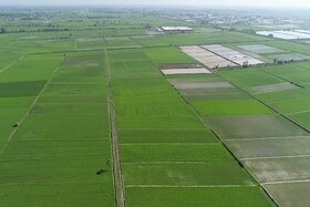 کاهش هزینه تولید برنج در بخشی دیگر از شالیزارهای گیلان