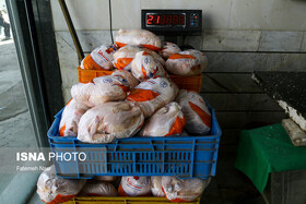 توزیع روزانه ۴۰ تن مرغ منجمد در بازار آذربایجان غربی