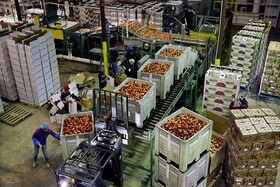 نقش موثر شرکت های پخش قوی در جلوگیری از التهابات بازار گیلان