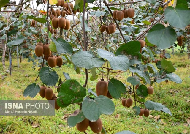 کشورهای همسایه مشتری کیوی گیلان/ ارزآوری و سود اقتصادی با صادرات این محصول