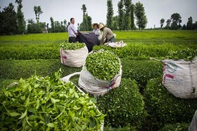 ۱۱۶ هزار تن برگ سبز چای خریداری شد