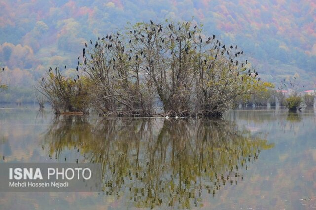 رخت پاییز بر تن طبیعت شهرستان مرزی آستارا