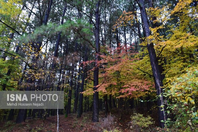 رخت پاییز بر تن طبیعت شهرستان مرزی آستارا