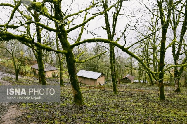رخت پاییز بر تن طبیعت شهرستان مرزی آستارا