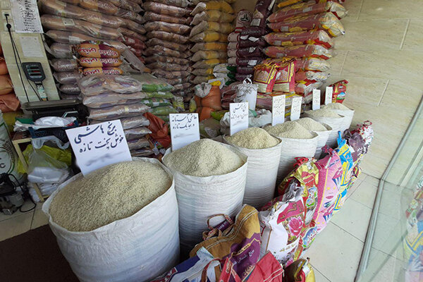 بازار ضعیف فروش ارقام پرمحصول برنج در صومعه سرا