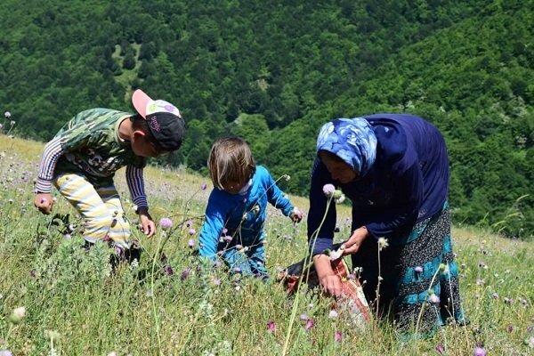 درآمد ۱۵ میلیاردی عشایر گیلان از برداشت گیاهان دارویی