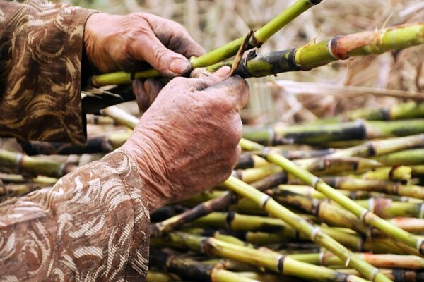 افزایش تولید شکر سیاه در صومعه سرا  افزایش تولید شکر سیاه در صومعه سرا