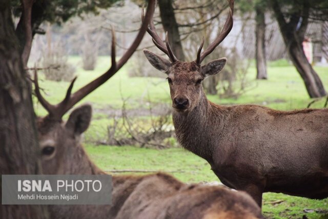 نگهداری ۱۳ راس مرال ایرانی در پناهگاه حیات وحش آستارا + تصاویر