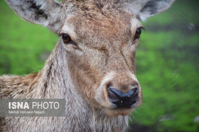 نگهداری ۱۳ راس مرال ایرانی در پناهگاه حیات وحش آستارا + تصاویر
