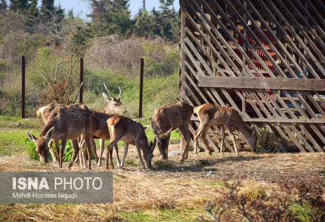 نگهداری ۱۳ راس مرال ایرانی در پناهگاه حیات وحش آستارا + تصاویر