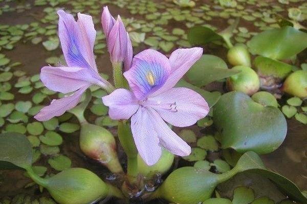 رونق سنبل آبی در تالاب انزلی به قیمت رکود شغل آبا و اجدادی جوامع محلی