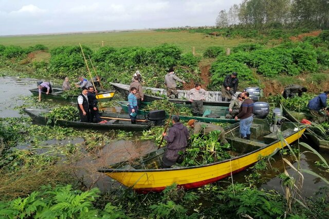 رونق سنبل آبی در تالاب انزلی به قیمت رکود شغل آبا و اجدادی جوامع محلی