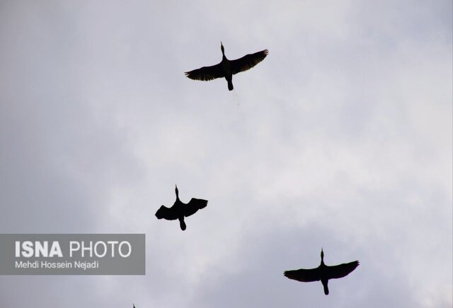 باکلان های تالاب استیل آستارا + تصاویر