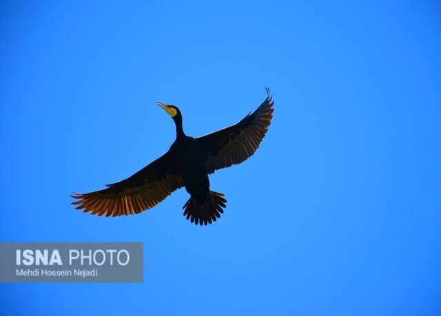 باکلان های تالاب استیل آستارا + تصاویر