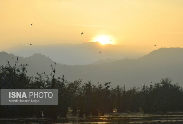 باکلان های تالاب استیل آستارا + تصاویر