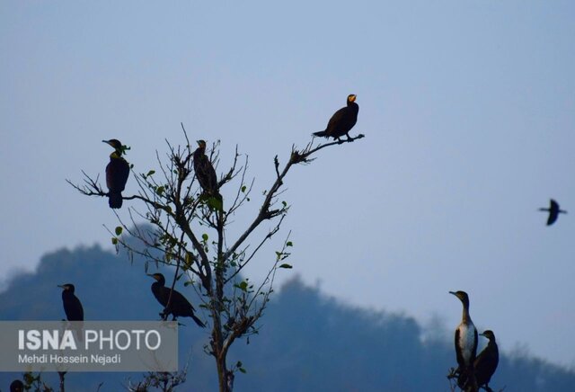 باکلان های تالاب استیل آستارا + تصاویر