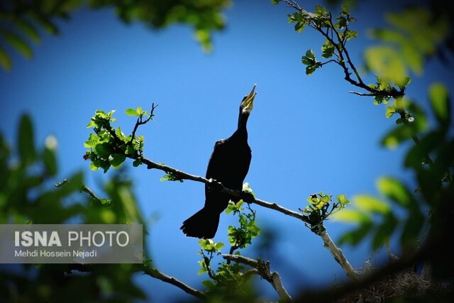 باکلان های تالاب استیل آستارا + تصاویر