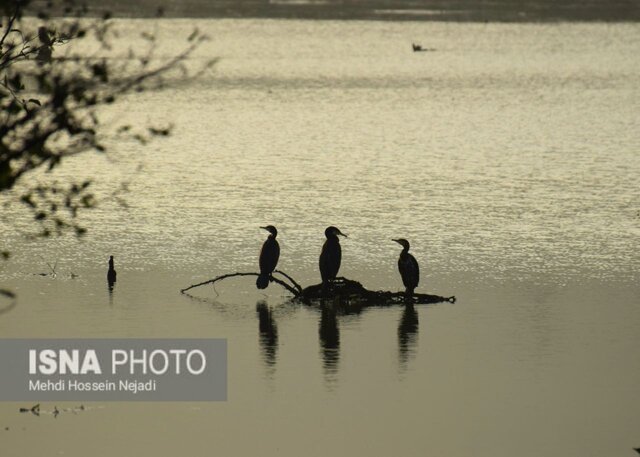باکلان های تالاب استیل آستارا + تصاویر