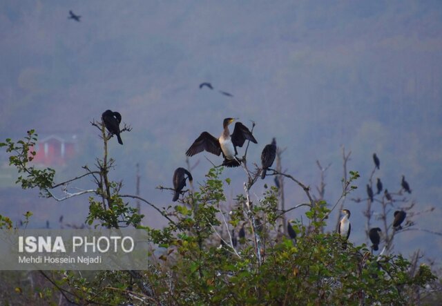 باکلان های تالاب استیل آستارا + تصاویر