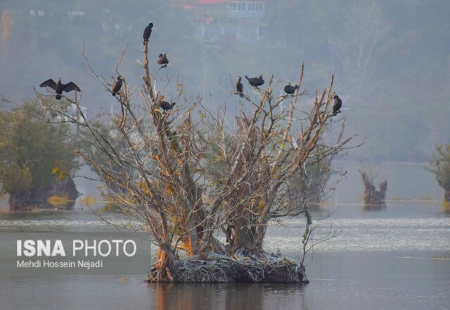 باکلان های تالاب استیل آستارا + تصاویر