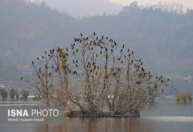 باکلان های تالاب استیل آستارا + تصاویر