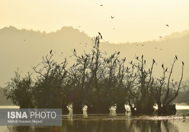 باکلان های تالاب استیل آستارا + تصاویر