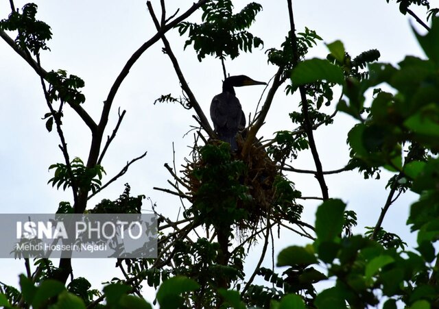 باکلان های تالاب استیل آستارا + تصاویر