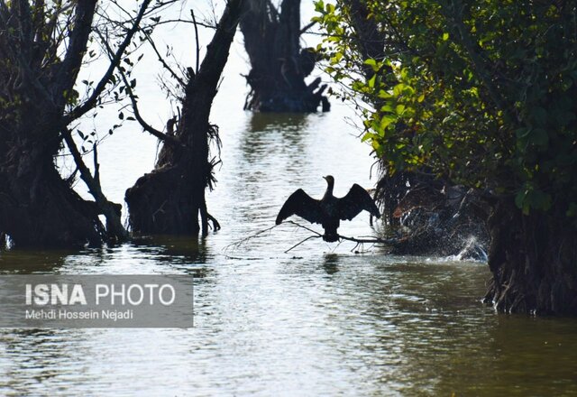 باکلان های تالاب استیل آستارا + تصاویر