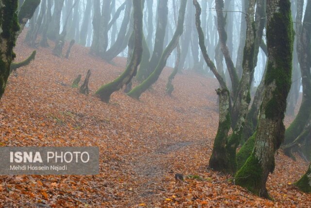شکوه «لاتون» زیبا در پاییز - آستارا