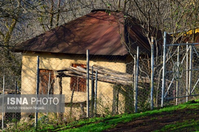 شکوه «لاتون» زیبا در پاییز - آستارا