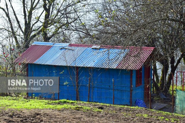 شکوه «لاتون» زیبا در پاییز - آستارا