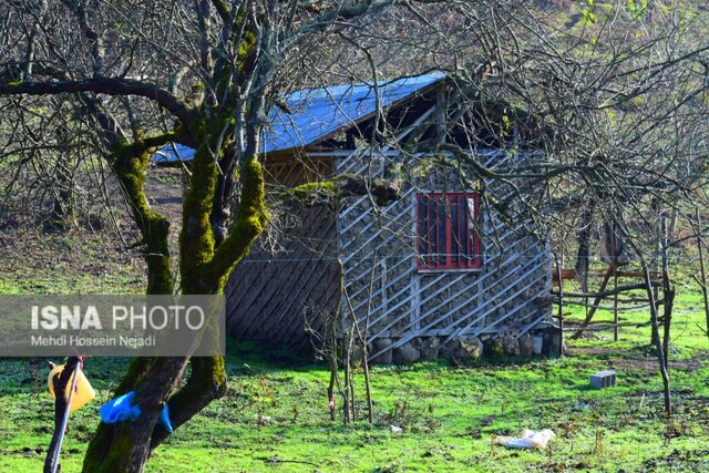 شکوه «لاتون» زیبا در پاییز - آستارا