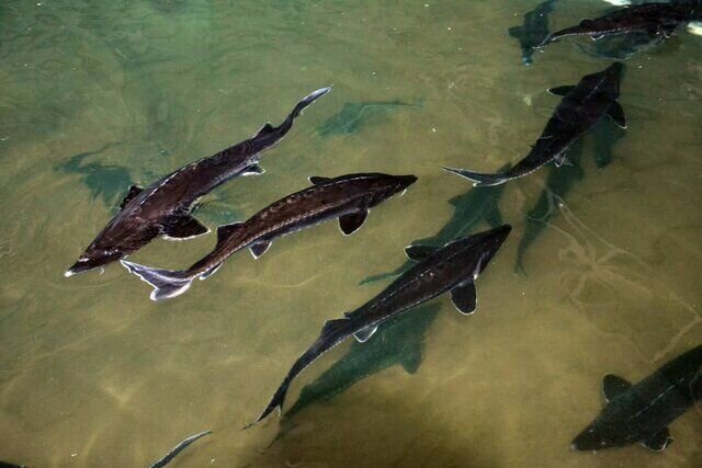 صادرات ۴۰ تن گوشت خاویار از سبزوار به پهناورترین کشور دنیا