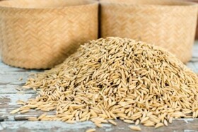 توزیع ۱۷۰۰ تن بذر گواهی شده برنج در گیلان