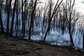 حریق جنگل های گیلان اطفاء شد/ برآورد خسارت به ۵۶ هکتار از جنگل‌ها