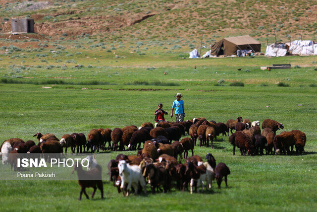 سهم ۲۰ درصدی عشایر در دامداری گیلان/ تامین ماهانه نهاده های دامی