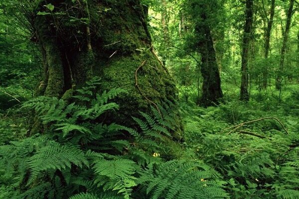 فرهنگ منابع طبیعی را تقویت کنیم/ لزوم افزایش سرانه فضای سبز گیلان