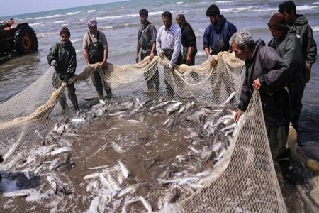 افزایش ۴۷ درصدی صید ماهیان استخوانی در گیلان/ تولید ۲۲ میلیون قطعه ماهی قرمز