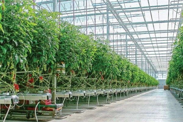 توسعه ۱۰۰درصدی گلخانه های شهرستان سیب و سوران