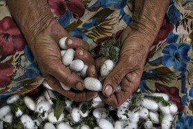توزیع ۳۱ درصدی تخم نوغان کشور در گیلان/ ۶ استان آماده پرورش پاییزه