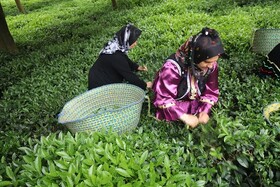 پیش بینی برداشت ۱۳۰ هزار تن برگ سبز چای طی امسال