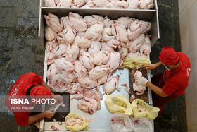 تشکیل ۱۱۹ پرونده تخلف برای عرضه‌کنندگان مرغ در فارس