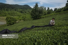 پرداخت ۳۰ درصدی مطالبات چایکاران گیلان و مازندران