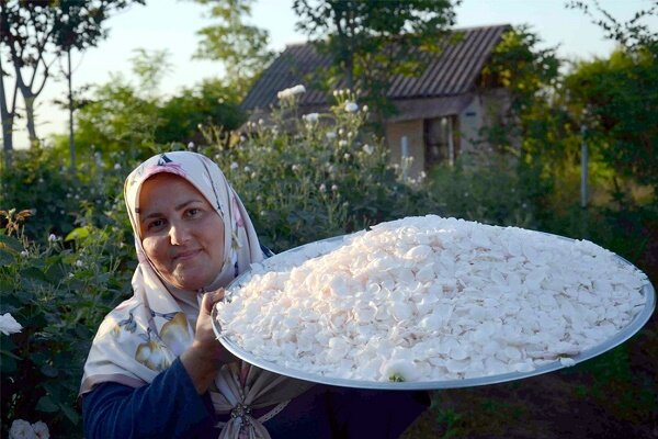 بازدید سالانه ۵۰۰۰ گردشگر از گلابگیری گیلده شفت